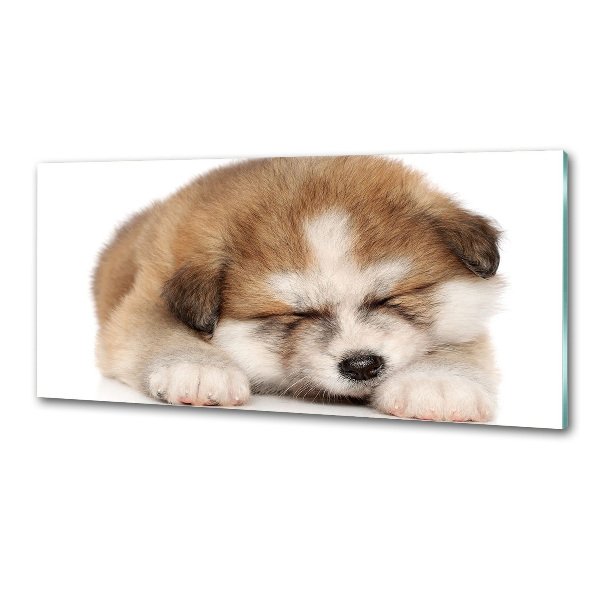 Pannello paraschizzi cucina con stampa a motivo Cucciolo di Akita