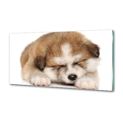Pannello paraschizzi cucina con stampa a motivo Cucciolo di Akita