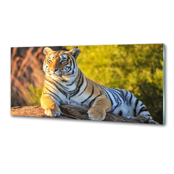 Pannello retrocucina con stampa raffigurante un ritratto di tigre