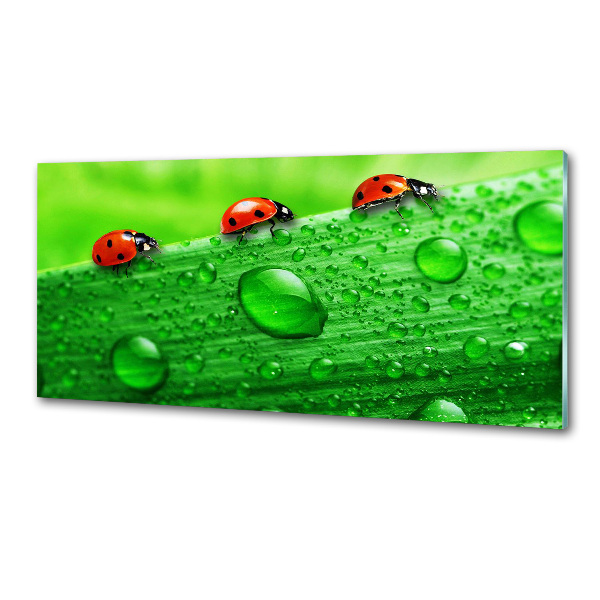 Pannello paraschizzi cucina con motivo di coccinelle sull'erba