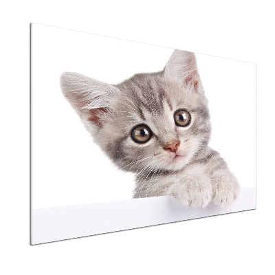 Pannello retrocucina con motivo di gatto grigio