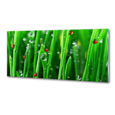 Rivestimento parete cucina con stampa di coccinelle su sfondo erboso