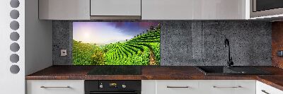 Pannello retrocucina con motivo Piantagione di tè