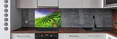 Pannello retrocucina con motivo Piantagione di tè