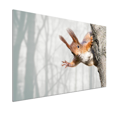 Pannello paraschizzi cucina con disegno di scoiattolo