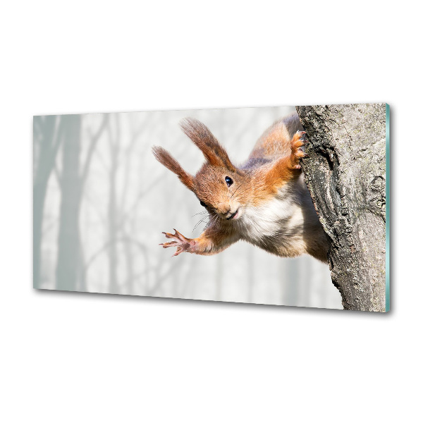 Pannello paraschizzi cucina con disegno di scoiattolo