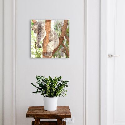Cassetta portachiavi da muro Rilassamento del koala