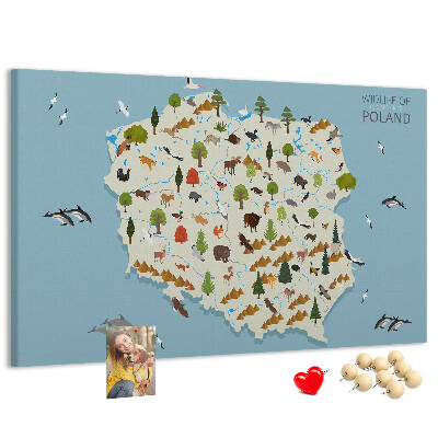 Lavagna di sughero con stampa della fauna polacca su mappa colorata