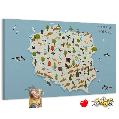 Lavagna di sughero con stampa della fauna polacca su mappa colorata