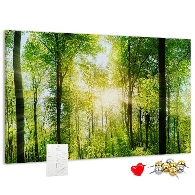 Lavagna di sughero foresta verde con raggi di sole