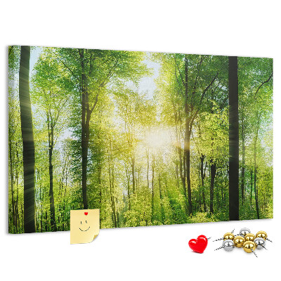 Lavagna di sughero foresta verde con raggi di sole