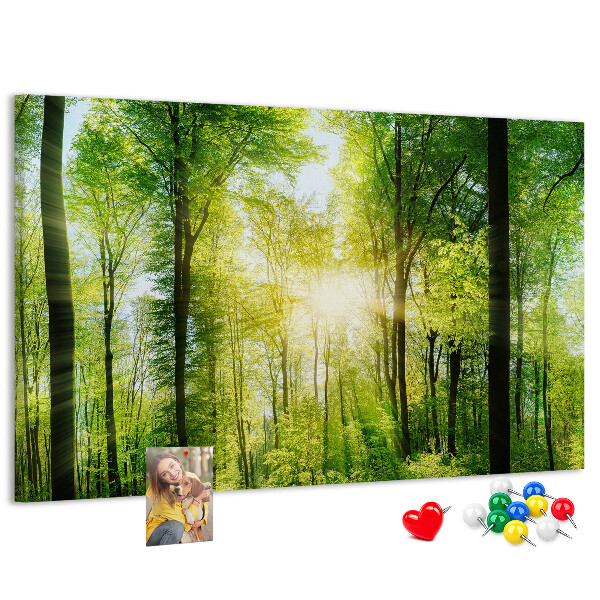 Lavagna di sughero foresta verde con raggi di sole