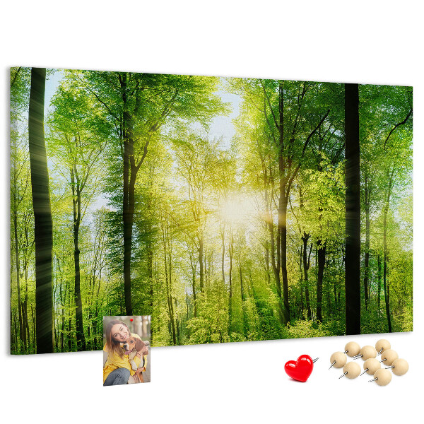 Lavagna di sughero foresta verde con raggi di sole