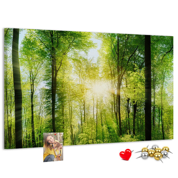 Lavagna di sughero foresta verde con raggi di sole