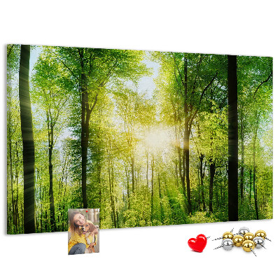 Lavagna di sughero foresta verde con raggi di sole