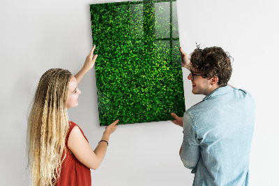 Lavagna magnetica scrivibile Bacheca fotografica verde